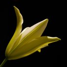Easter Lily